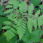 Botrychium virginianum Leaf