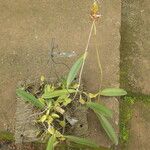 Bulbophyllum schinzianum Habit