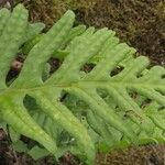 Polypodium vulgare Leaf