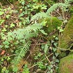 Polypodium interjectum ഇല