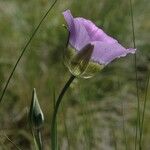 Calochortus gunnisonii Λουλούδι