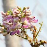 Gliricidia sepium Flower