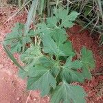 Tithonia diversifolia Foglia