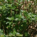 Mercurialis corsica Hábito