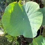 Nelumbo nuciferaBlad