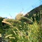 Phalaris aquatica Fula