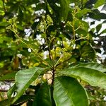 Buchanania sessifolia Blatt