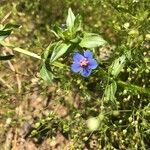 Lysimachia foeminaFlower