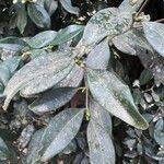 Syzygium smithii Lehti