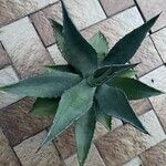 Agave asperrima Leaf