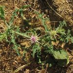 Centaurea senegalensis आदत