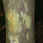 Oenocarpus bataua Bark