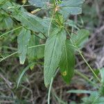 Epilobium roseum Fuelha
