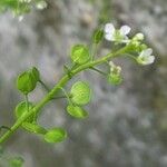 Lepidium virginicum Fruit