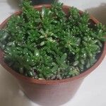 Sedum × rubrotinctum ഇല