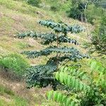 Aralia warmingiana Habit