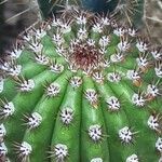 Cleistocactus spp. Otro