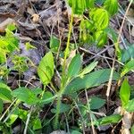 Coreopsis auriculata Hoja