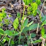 Coreopsis auriculata 叶