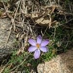 Crocus corsicus Flower