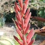 Aloe dorotheae Blomst
