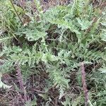 Balsamorhiza hookeri 葉