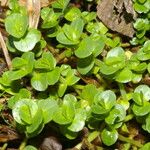 Bacopa salzmannii Habitus