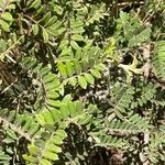 Osteomeles anthyllidifolia Leaf