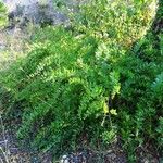 Coriaria myrtifolia 整株植物