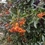 Pyracantha crenulataFruitua