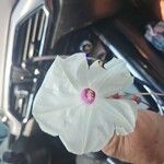 Ipomoea pandurata Flor