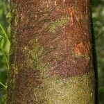 Apeiba petoumo Bark