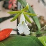 Euchile mariae Flor