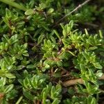 Thymus longicaulis 葉