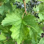 Ribes nigrumLeaf