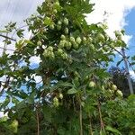 Humulus lupulusКора