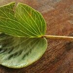 Ipomoea pes-caprae Feuille