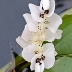 Aponogeton distachyos Floare