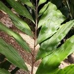Wallichia oblongifolia Hoja
