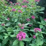 Pentas lanceolataപുഷ്പം