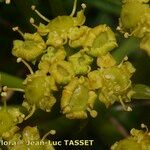 Cachrys sicula 花