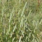 Phleum pratense Blomma