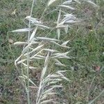 Avena strigosa Leaf