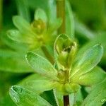 Galium mollugo (Blatt)