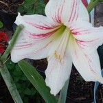 Hippeastrum reginaeফুল