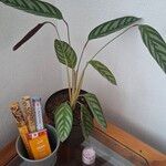 Ctenanthe setosa Liść