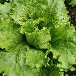 Lactuca sativa Folha