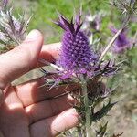 Eryngium leavenworthii Λουλούδι