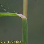 Kengia serotina 樹皮