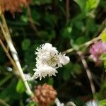 Antennaria dioica 花